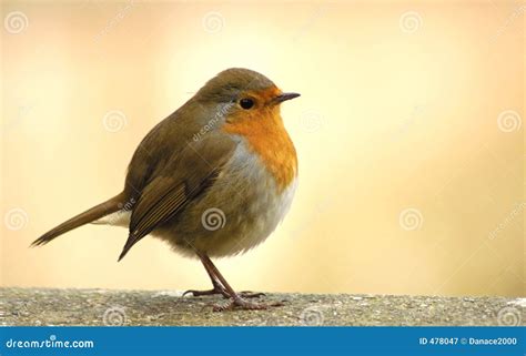 red robin royalty  stock photography image
