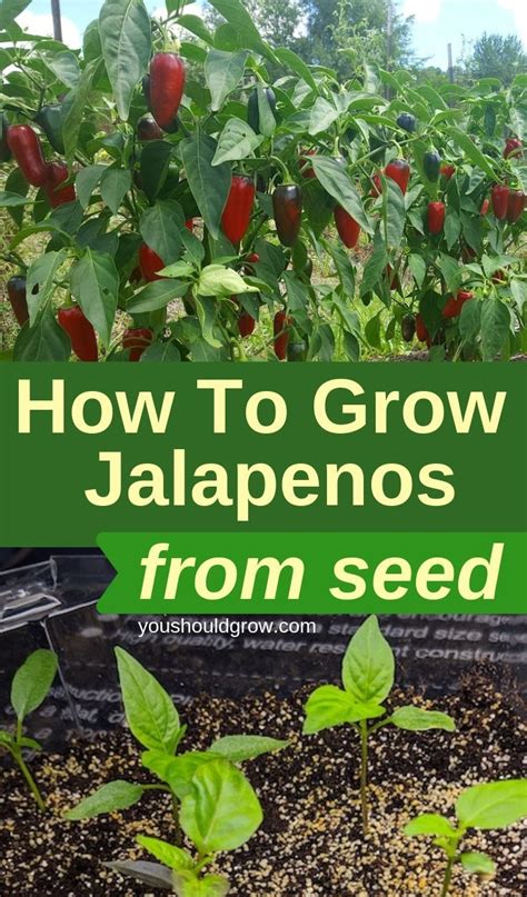 long  grow jalapeno  seed