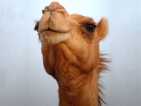 camel pictures  facts