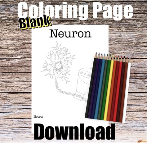 neuron anatomy coloring page blank digital  nervous system