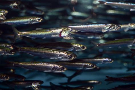 khasiat ikan teri  kecil kaya manfaat  jarang diketahui
