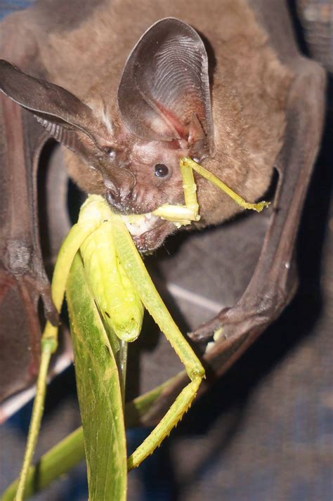 bats learn  food   species  wildlife society