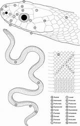 Scales Snakes Bird Tropicalherping sketch template