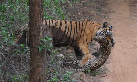 A Tiger And An Unlucky Leopard Natureismetal