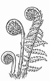 Fern Drawing Vector Botanical Getdrawings Translator sketch template