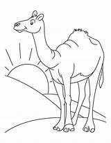 Camel Desert Coloring Pages Sahara Color Animal Drawing Clipart Habitat Printable Kids Cartoon Colouring Standing Clip Animals Bestcoloringpages Arabian Online sketch template