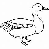 Duck Coloring Mallard Pages Getcolorings Outline sketch template