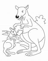 Kangaroo Coloring Joey Baby Pages Mother Australia Colouring Kids Books Printable Last Getcolorings Library Clipart Popular Comments Colori sketch template