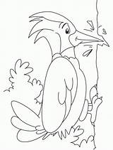 Woodpecker Specht Kolorowanki Ausdrucken Kolorowanka Ausmalbilder Malvorlagen Ptaki Dzięcioł Dzieciol Wydruku Dla Drucken sketch template