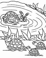 Coloring Pond Mother Turtle Babies Bring Her Pages Animal Button Through Print Coloringsun Otherwise Grab Onto Feel Could Right Choose sketch template