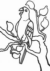 Parrot Coloring Pages Colouring Tree Printable Kids Parrots Colour Drawing Cartoon Cliparts Clipart Popular Getdrawings Library Printables Pirates sketch template