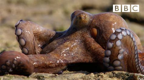 The Amazing Octopus That Can Walk On Dry Land The Hun Doovi