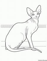 Pisica Sphynx Kolorowanka Colorat Cats Planse Colorear Gatti Desene Kolorowanki Koty Malvorlagen Devon Coon Gato Canadense Colorkid Canadian Kot Gatto sketch template