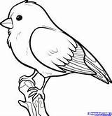 Songbird Songbirds Fugle Step Dragoart Tegninger Tegning Nemme Coloring sketch template