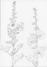 Hollyhocks Hollyhock Drawing Flower Flowers Coloring Pages Diaries Drawings Painting Wild Paintings Garden Floral Illustrations Into Hibiscus Carnations Exercises Line sketch template