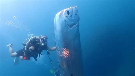 divers encounter enigmatic oarfish  mysterious wounds  taiwans