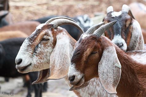 nubische geiten goats animals