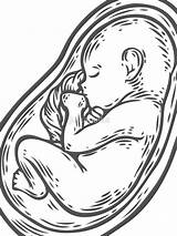 Womb Drawing Baby Fetus Drawn Hand Vector Getdrawings sketch template