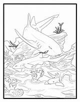 Sharks sketch template