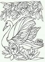 Heller Swans Broderie Peacocks Cisne Colorier Schwan Quilling K5worksheets Duitang Oiseau Volwassenen Kleuren Escolha Pasta sketch template