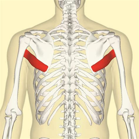 teres major muscles information
