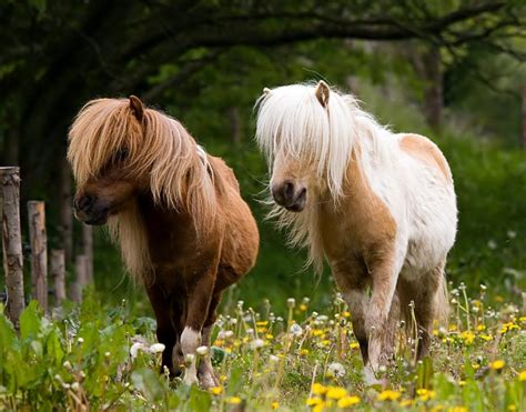 pony animals images