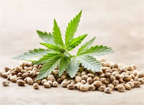 cannabis seeds  high thc levels procaffenation
