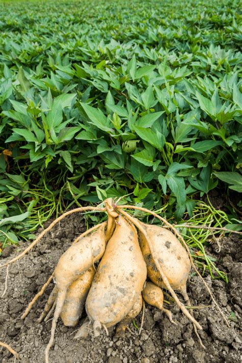 harvest sweet potatoes growfully