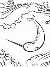 Narwhal Printable Whale sketch template