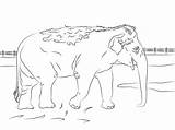 Ausmalen Elefant Elefante Ausdrucken Lanka Indio Supercoloring Elefanten sketch template