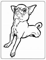 Chihuahua Coloring Pages Dog Funny Kids Chihuahuas Dogs Puppy Small Cute Pets Bestcoloringpagesforkids Easy Cartoon Choose Board Stitch sketch template