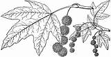 Sycamore Clipart Tree Drawing Branch Western Etc Getdrawings Medium Large Tiff sketch template
