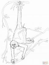 Coloring Monkey Spider Pages Library Clipart Sketch sketch template