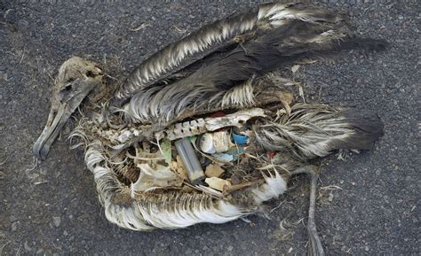 trash  chemicals    plastic pollution harm   animals