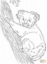 Koala Pages Coloring Tree Climbing Printable Bear Drawing sketch template