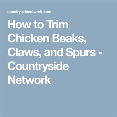 How To Trim Chicken Beaks Claws And Spurs Backyard Poultry Claws