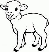 Sheep Coloring Baby Lamb Cute Pages Drawing Print Born Laughing Kids Printable Colouring Color Sheet Bighorn Everfreecoloring Getcolorings Getdrawings sketch template