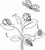 Ciclo Coccinella Ladybug Uovo Fasi Insetto Adulto Coloritura Sviluppo Fasen Kleurplaten Levenscyclus Ontwikkeling Opeenvolgende Stages Volwassen Tot sketch template