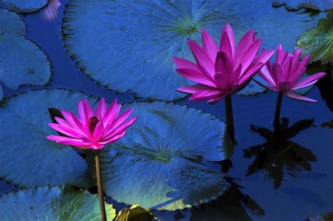 smoking blue lotus flowers effects benefits