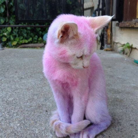 pink kitty cats animals crazy cats
