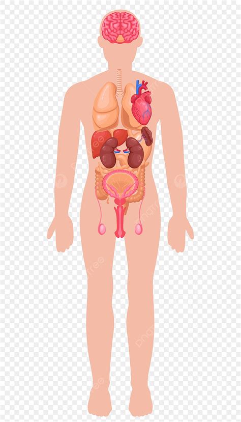 gambar organ struktur manusia medis clipart manusia tubuh manusia