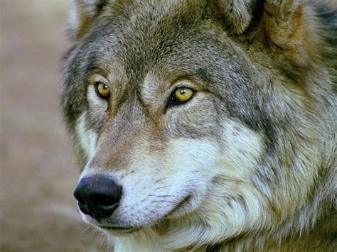 view    wise wolf wallpapers  images wallpapers pictures
