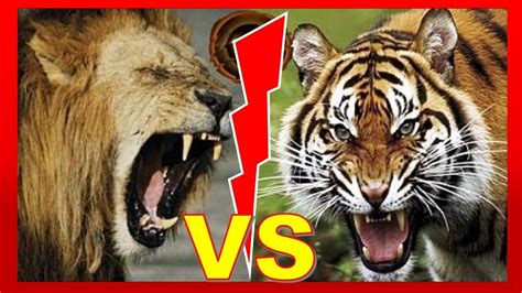 Lion Vs Tiger Fight To Death Youtube