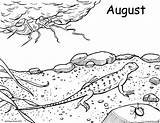 Lizard Coloring Pages Coloring4free Desert Kids Related Posts Dragon sketch template