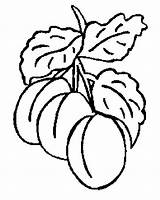 Fructe Toamna Colorat Duraznos Prune Planse Aprikose Frutas Fise Albicocca Desene Desenat Copii Legume Dacolorare Apricots Frutta Fisa Ausmalbild Obst sketch template