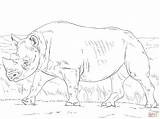 Coloring Pages Rhinoceros Rhino Printable Rhinos Color Animals Safari African Popular Comments Coloringhome sketch template
