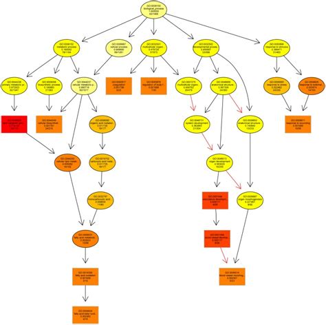 acyclic graph resulting   enrichment analysis  showing   scientific