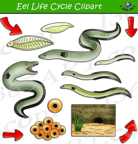 eel life cycle clipart set  clipart  school life cycles clip art life