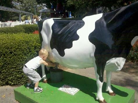 cow milking picture of dutch wonderland lancaster tripadvisor