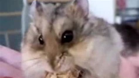 dumpert hamster eet pinda